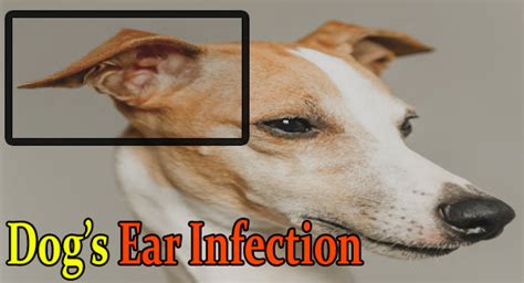 Strong Fda Approved Antibiotics For Dogs Ear Infections