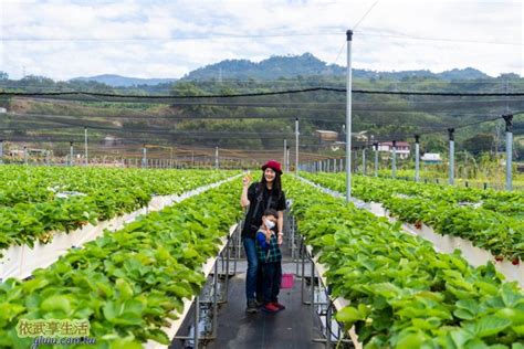 大湖草莓2024》草莓季是幾月？苗栗大湖採草莓價格草莓園特色看這篇！