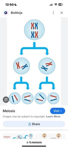 Sexual And Asexual Reproduction Flashcards Quizlet