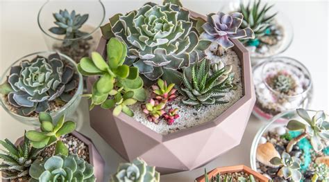 11 Tips for Growing Beautiful Indoor Succulent Gardens