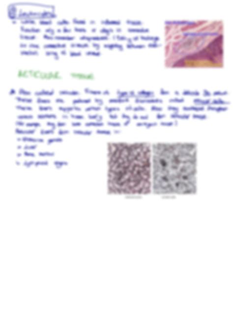 Solution Nursing Histology Connective Tissue Cells Reticular Tissue