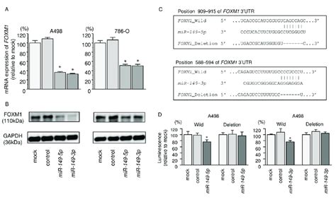 Direct Regulation Of FOXM1 By MiR 149 5p And MiR 149 3p In RCC Cell