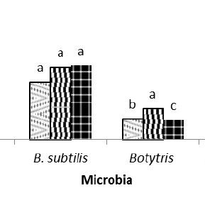 The Average Value Of Inhibition Zone Diameter Bacteria Escherichia