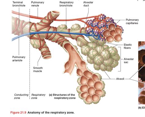 Structures Of Respiratory Zone Alveoli Alveolar Duct