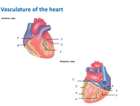 Vasculature Of Heart Diagram Quizlet