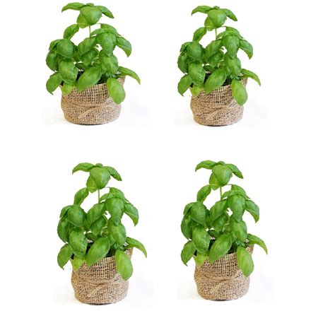 Set De Plante Aromatice Busuioc Gradina Cu Arome Emag Ro