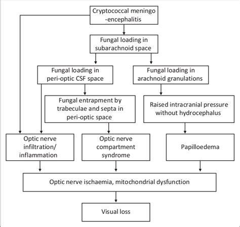 The Pathogenesis Of Cryptococcus Induced Visual Loss Download Scientific Diagram