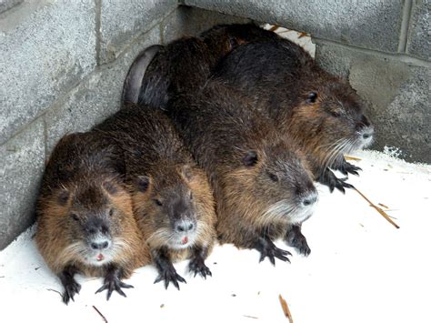 Giant Swamp Rats And The Rights Of Invasive Species Urban Hermits