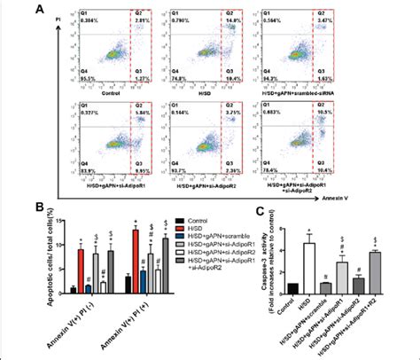 Roles Of Adipor And Adipor In Gapn Mediated Anti Apoptotic Effect