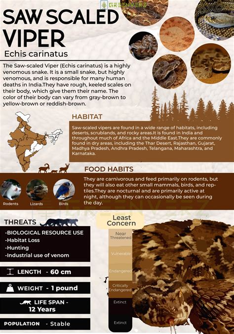Infographics Of Saw Scaled Viper Greenverz