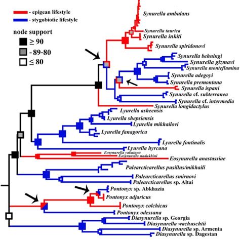 The Phylogenetic Reconstruction Tree Of Molecular Phylogenetic Coi