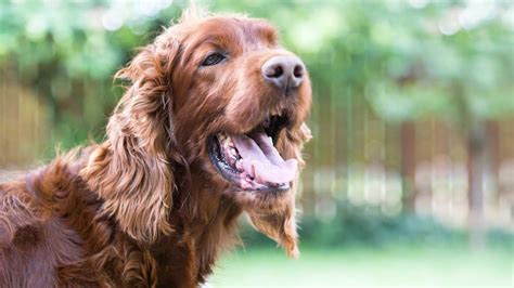 C Mo Calmar El Jadeo De Un Perro Descubre Tips