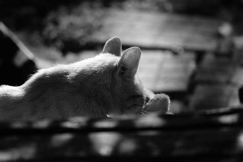 Gato Cat Minino - Foto gratis en Pixabay - Pixabay