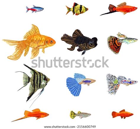 37,641 imágenes, fotos de stock, objetos en 3D y vectores sobre Peces agua dulce | Shutterstock