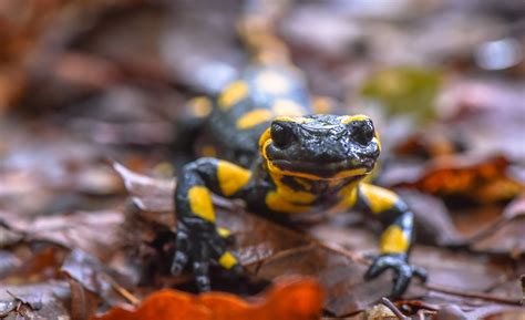 What Animals Live On The Forest Floor Layer Of A Rainforest