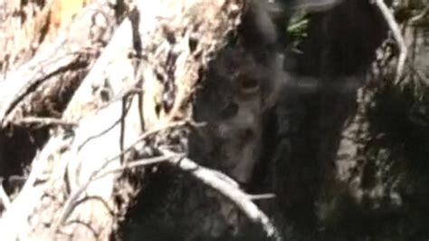 Land Of The Misfits Expedition - Multiple Amazing Captures - YouTube