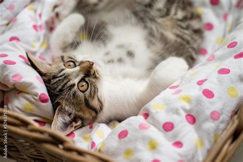 Katze Getigerte Hauskatze im Körbchen im Wohnzimmer liegt und kuschelt