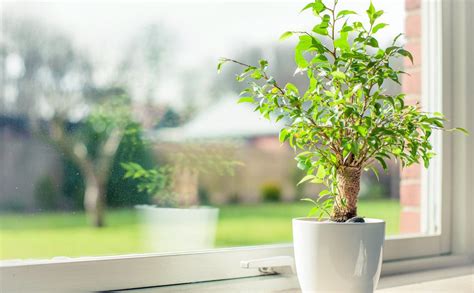 Las Mejores Siete Plantas Para Purificar El Aire En El Hogar Tendencias