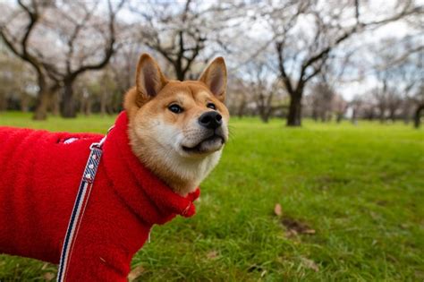 Cão shiba inu em pé na grama no cão do parque em uma grama verde e