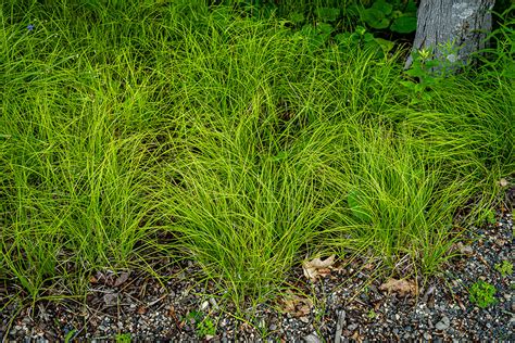 Carex Pensylvanica Native Gardens Of Blue Hill