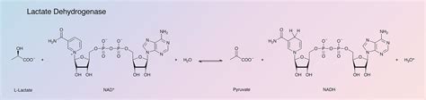 Lactate Dehydrogenase Worthington Enzyme Manual Worthington Biochemical