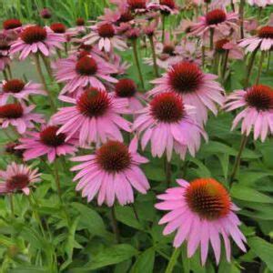 Echinacea Purpurea Purpur Sonnenhut Echte Pflanzen De