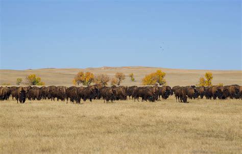 Beauty & Buffalo In The Great Plains – Wild Idea Buffalo