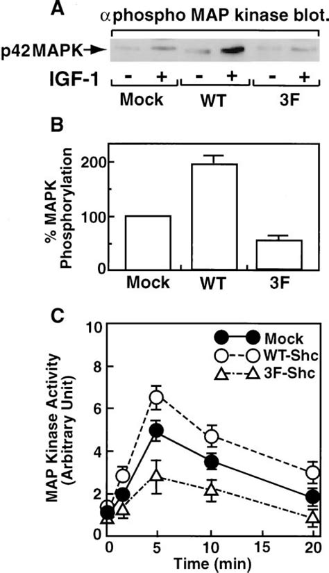 Effects Of Shc Overexpression On IGF 1 Induced MAPK Activation A L6