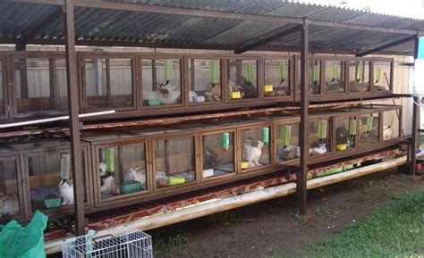 Requirements for a Rabbit house – Jaguza Farm Support