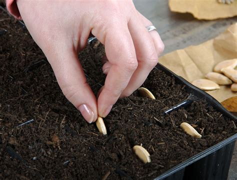 6 Tips For Growing Squash From Seed