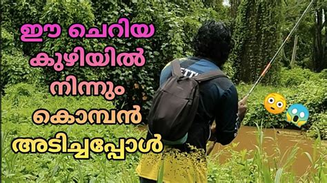 ചെറിയ കുഴിയിൽ നിന്നും കൊമ്പനെ പിടിച്ചപ്പോൾ😳😱kerala Fishingfishing