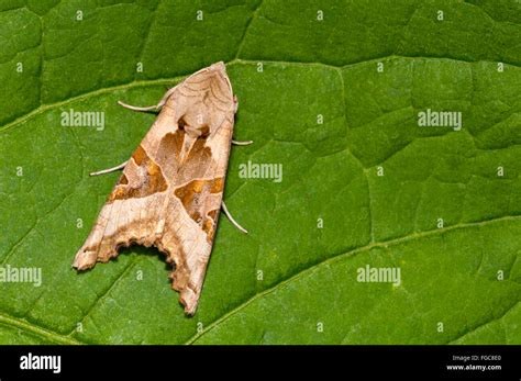 Angle Shades Moth Phlogophora Meticulosa Adult Resting On A Leaf In A