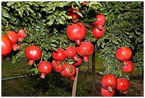 Buy Dwarf Pomegranate Plant Seeds Punica Granatum Nana Best Suitable