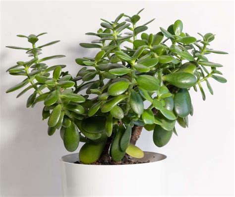 Crassula Culture Exposition Arrosage Crassula Bouture Plante