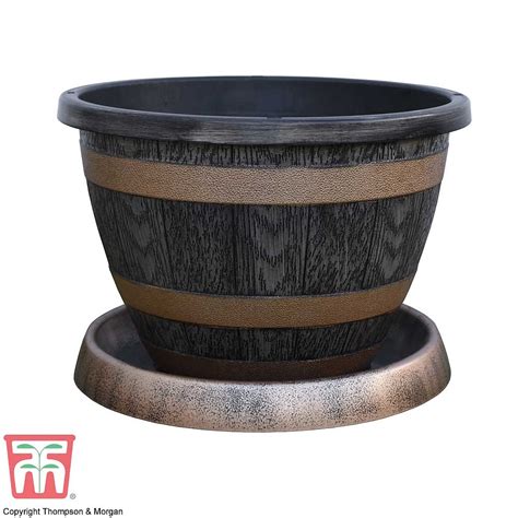 Verbena bonariensis 'Royal Dreams' | Thompson & Morgan