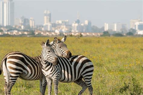 1 day Nairobi National Park Safari | Kenya Safari | Kenya Tour