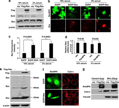 Increased Bax Bcl 2 Ratio And Cytochrome C Release In Download