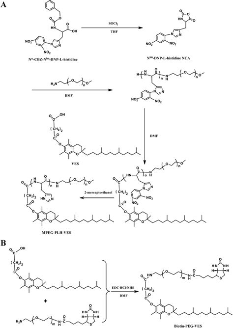 Synthesis Schemes Of Mpeg Plh Ves Copolymer And Biotin Peg Ves