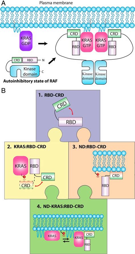 Multivalent Assembly Of KRAS With The RAS Binding And Cysteine Rich