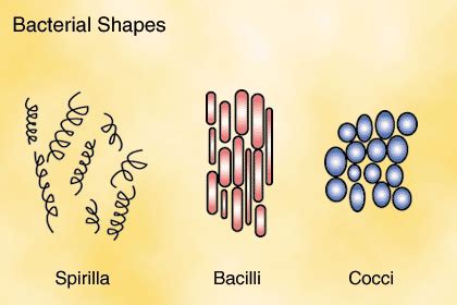 All Bacteria Shapes CallWas