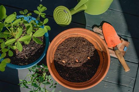 Peanut Plant Care How To Grow Your Own Peanuts