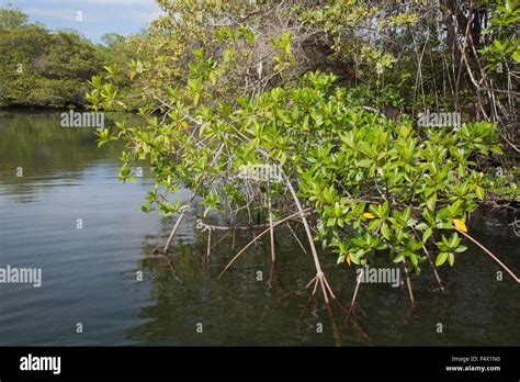 Red Mangrove Rhizophora Mangle With Aerial Prop Roots In Intertidal