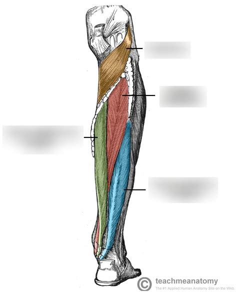 Posterior Compartment Of The Lower Leg Deep Muscles Diagram Quizlet