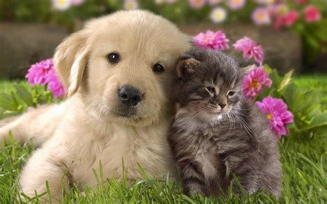 51+ Cute Cats and Dogs