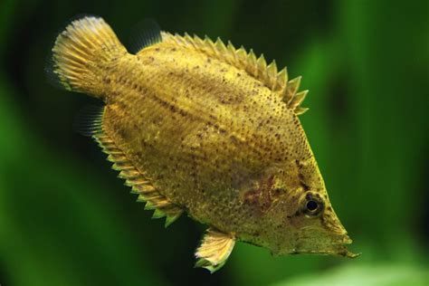 South American and African Leaf Fish: Species Profiles