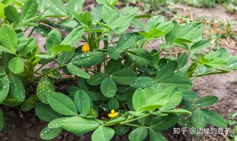 花生种植的全年时间表，从种植到收获，清晰明朗易执行，效果好 知乎