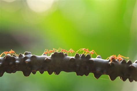 How Long Does an Ant Colony Last?