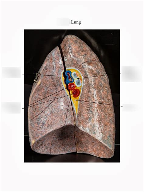 Right Lung Diagram Quizlet