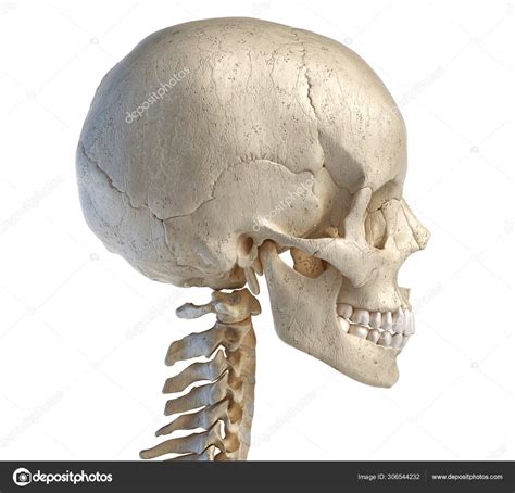 Human Skull Viewed From A Side Stock Photo By Pixelchaos 306544232