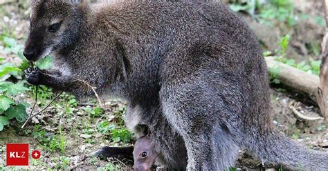 Herberstein Tierpark freut sich über ersten Känguru Nachwuchs